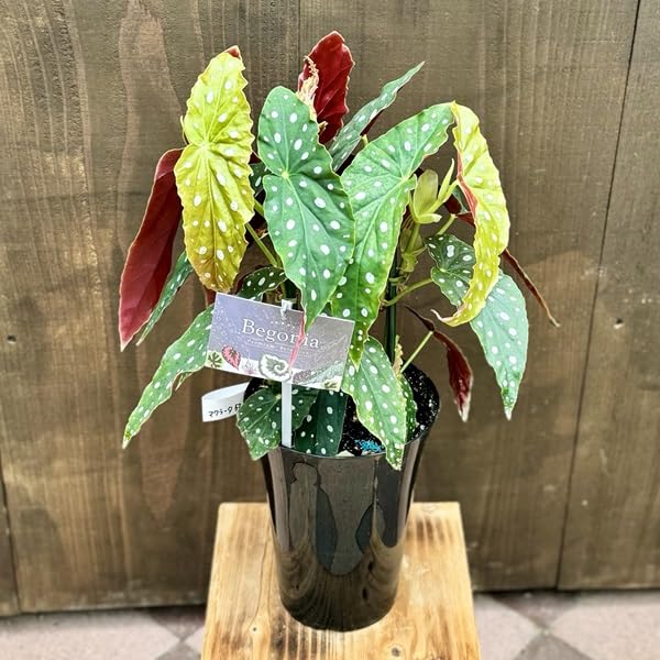 Amazon｜おしゃれ 観葉植物：ベゴニア マクラータ*Begonia